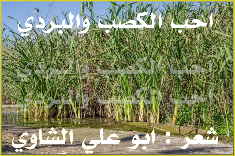 احب الكصب والبردي